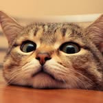 Lovely Cat Online