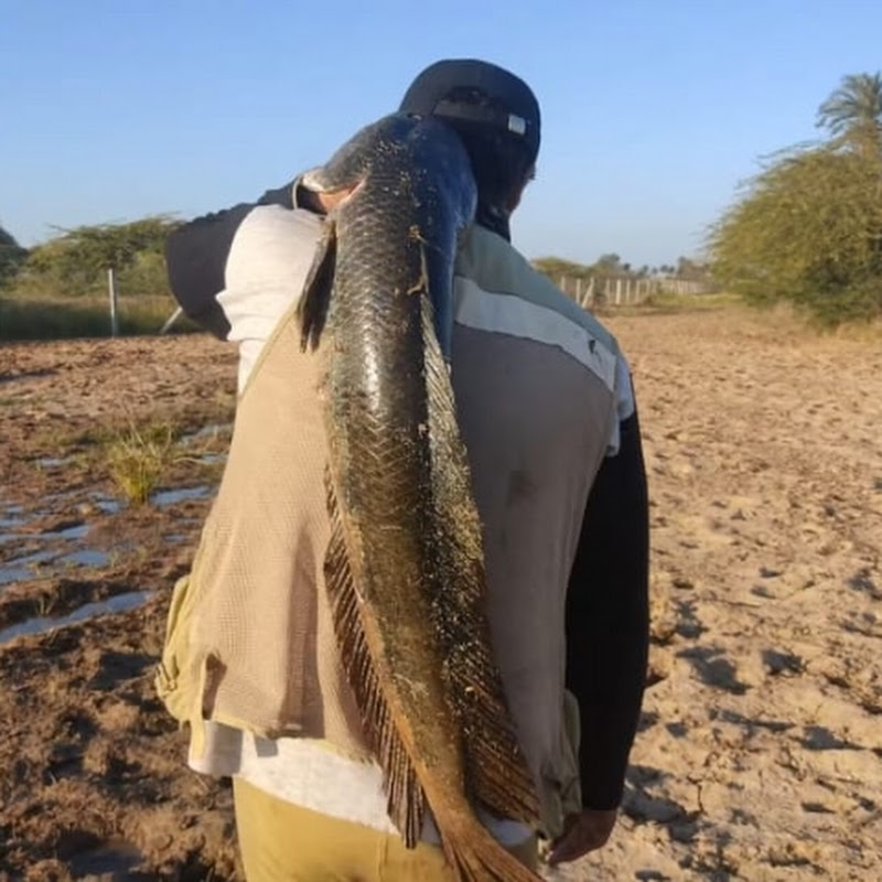 Indian fishing Afsar Khan