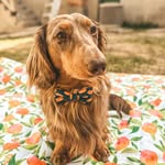 Brew the mini Dachshund