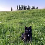 Zoe the Farm Cat
