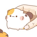 Muffin cat