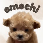 マルプーのおもち🐶🍼