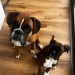 Jesse & Woody The Boxers🐾