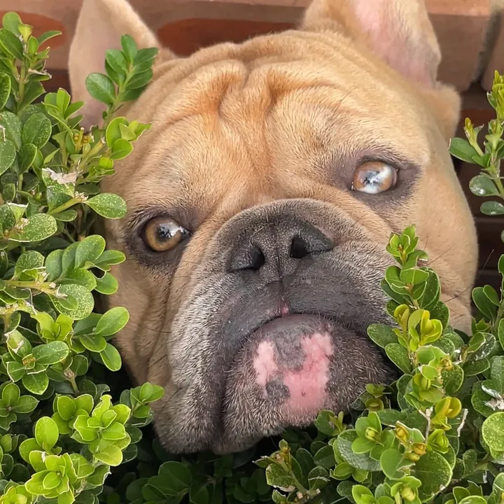 Archie