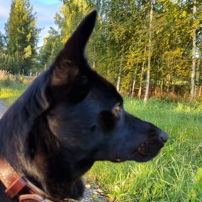 Mustan Suden metsä Sevesusi tuotanto