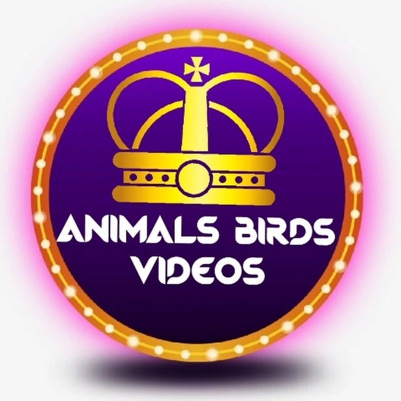 Animals Video