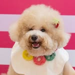 Riley 徕力