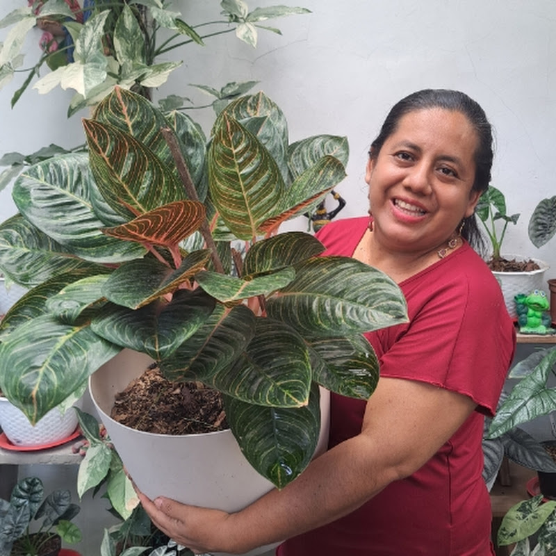 El mundo de la Nena Australiana