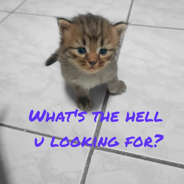 เล่นเลยมั้ย?