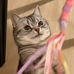 すあま(猫にペチペチされたい)