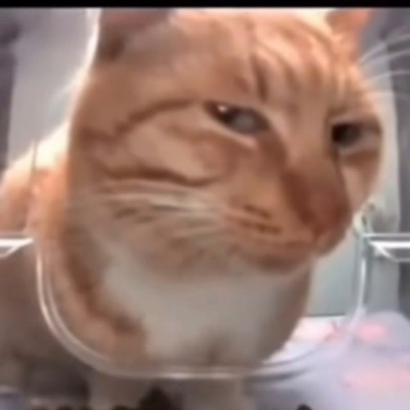 Animals Videos