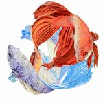 Alvaro Soler | Animals Passionate Illustrator
