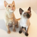 Lisboa, Lobito & London 🇵🇹