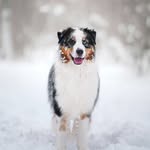 🐶Aussie Photographer