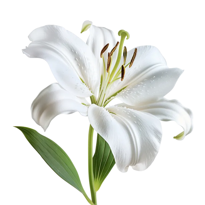 Sống như đầu cặc