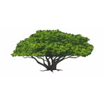 Africa Amini Alama