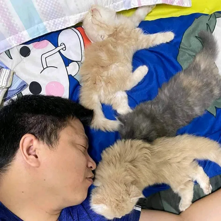 Piyawithcats