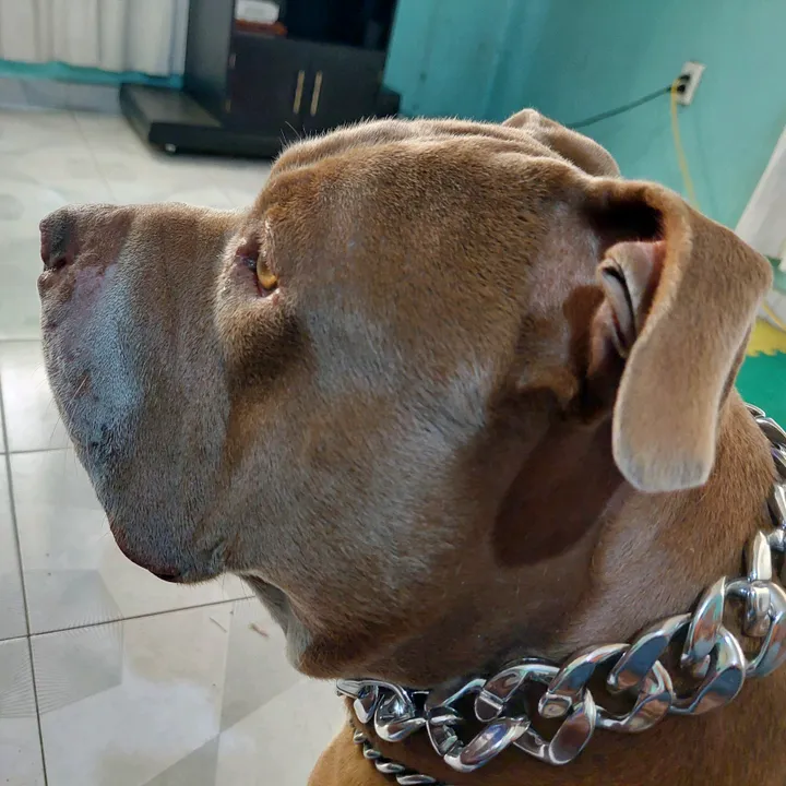 Soy Simba Pitbull