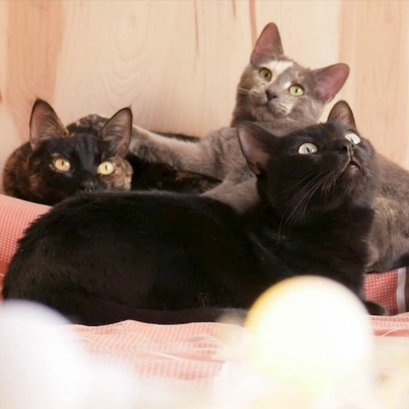 quiet life in a tiny apartment