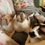 Happy Tree Siamese Cats