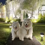 caspergannon.samoyed