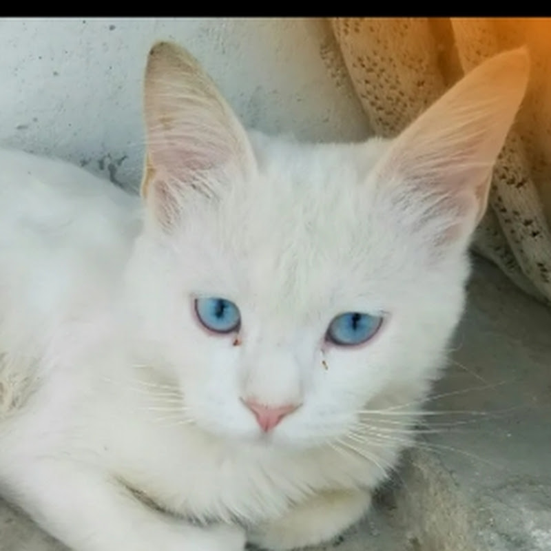 Shah yt pets