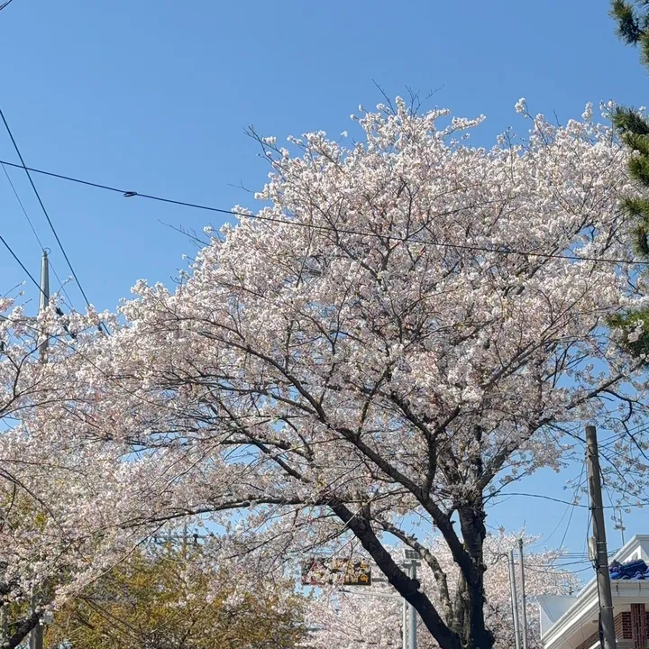 KoreaVacay