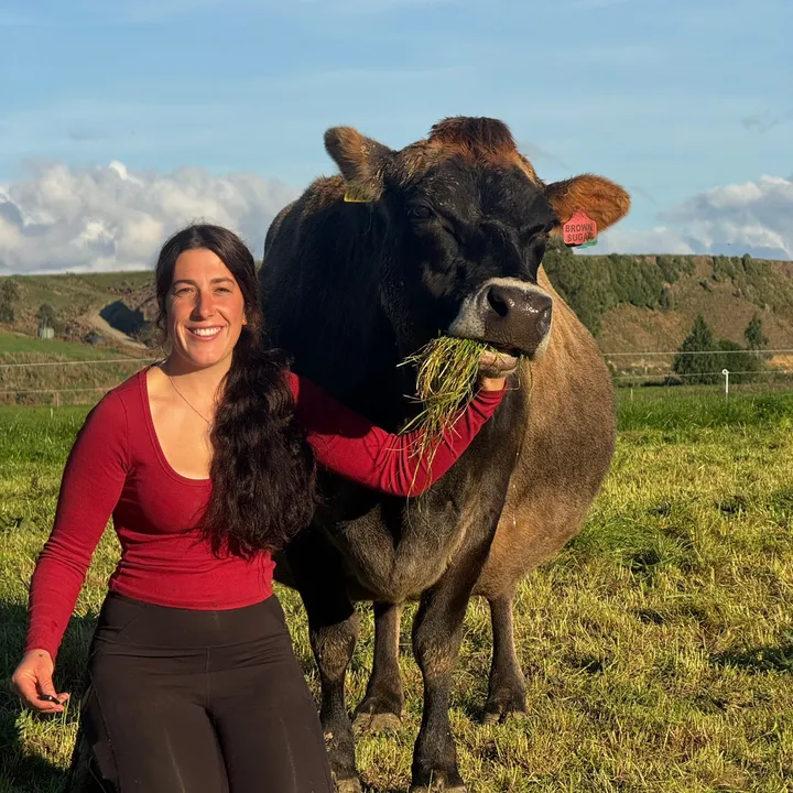 cowsofnewzealand