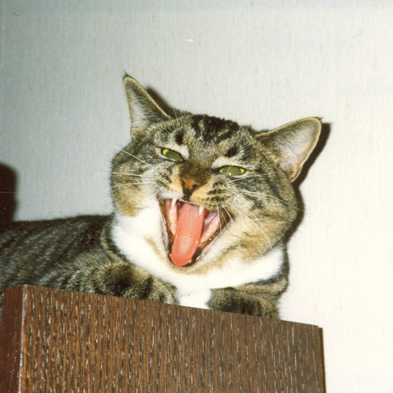 🐢   The1seaturtle