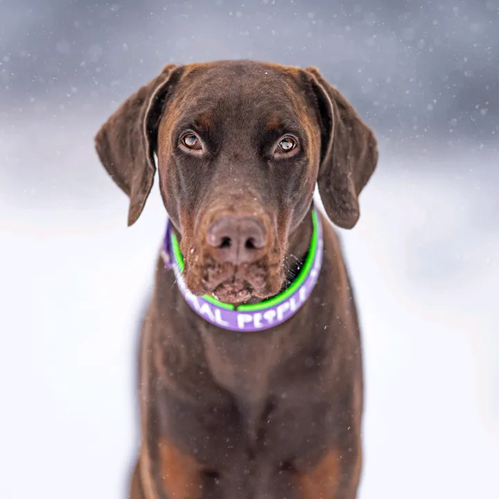dexterminator_doberman_life