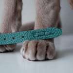 Emma Céline - AdventureCat Gear