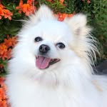 Pina Colada