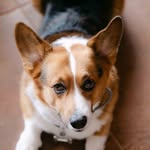 Mango | Pembroke Welsh Corgi