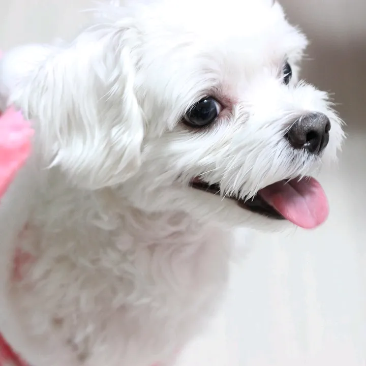 DoggyDelight