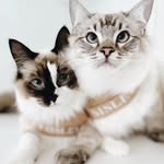 sisley and paisley