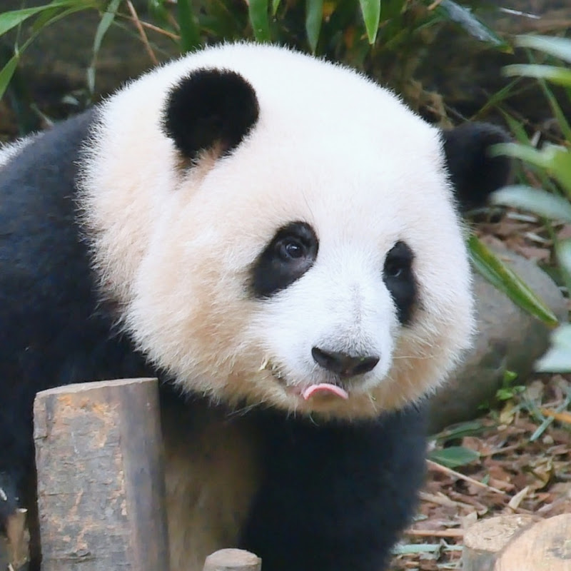 🌸和花的小跟班 Panda Lover 