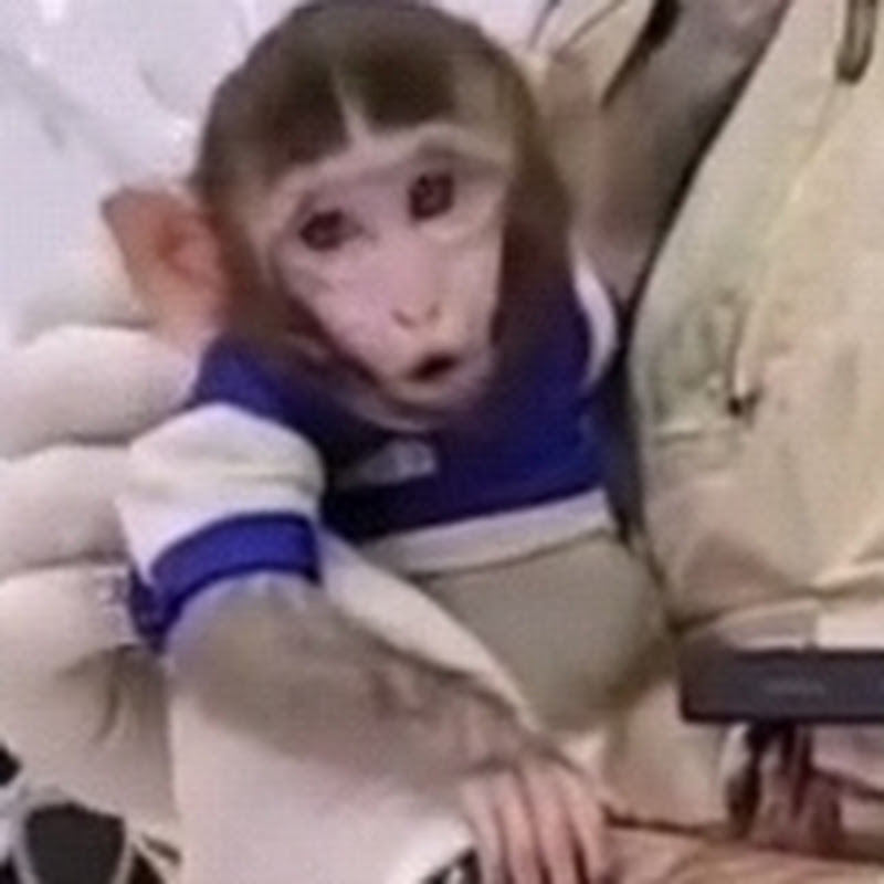 Baby monkey in Iran