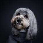 Junior 🖤 | Lhasa Apso Singapore