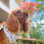 Choco | the Cavalier KCS 🧸