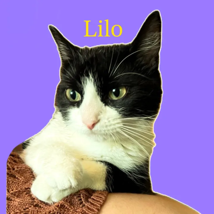 lilochipie