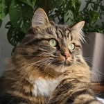 Adventure Cat - General Picchu