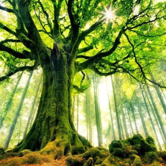Forest Zones