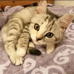 @littlelady_cats