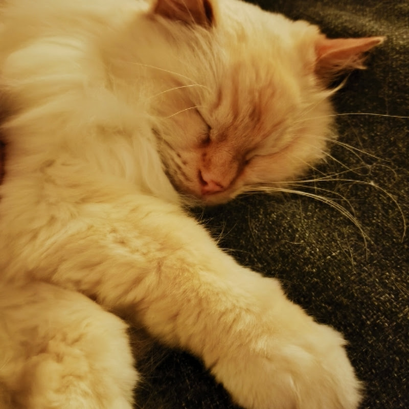 Mr.Purrfect Bastian 😸