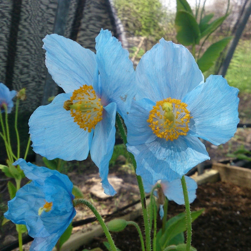 Gardening with Garry