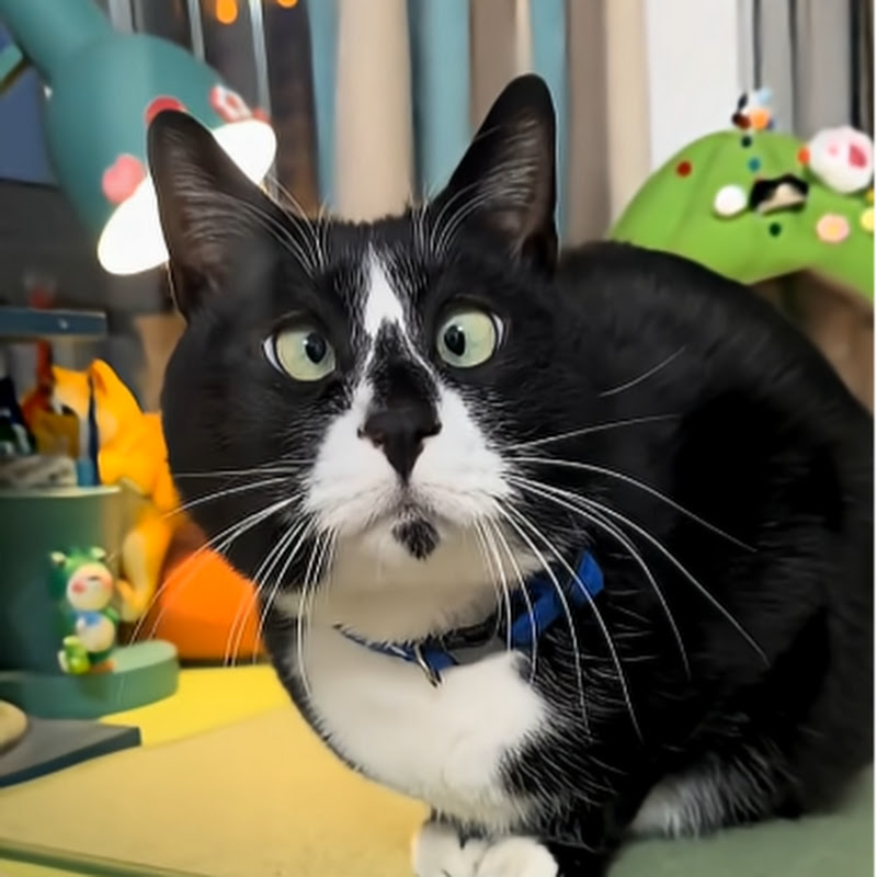 Cute Pets 08