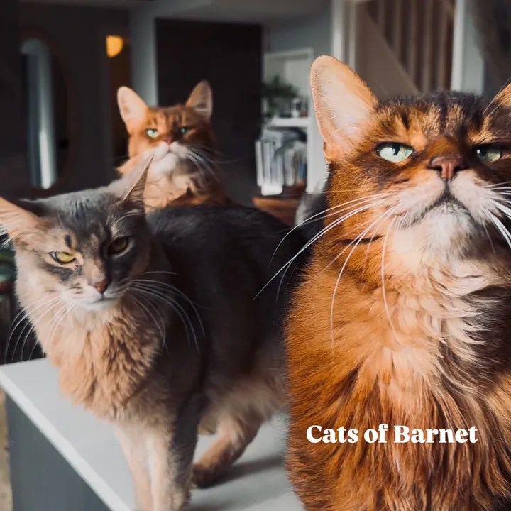 CatsofBarnet