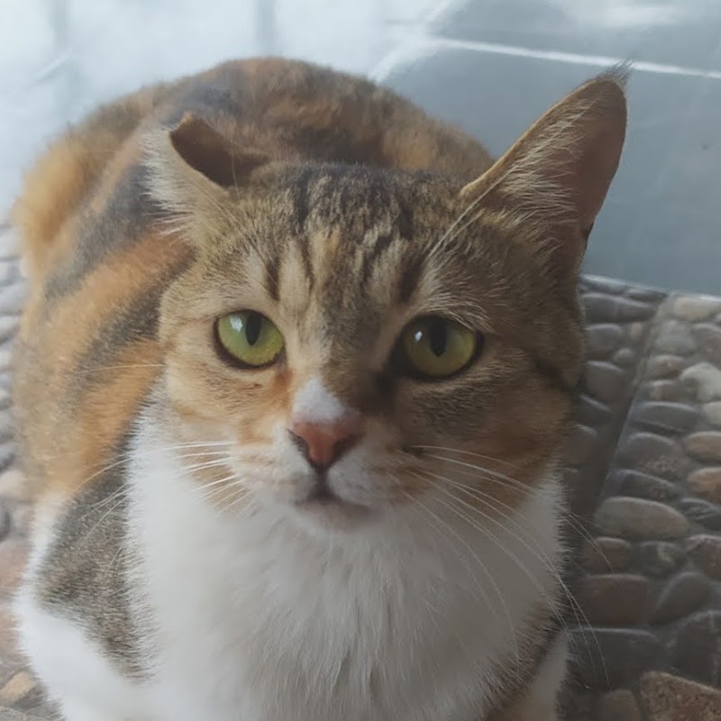 고양이 휴게소
