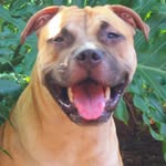 Jesse The Pittie 🐕 | Pet Influencer
