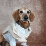 Lucas The Dog